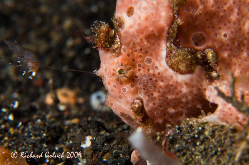 Painted Frogfish[ Antennarius Pictus-pink phase] showing ... by Richard Goluch 