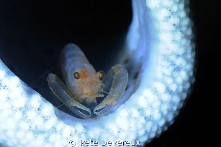 Another night dive cameo using only torch light by Pete Devereux 