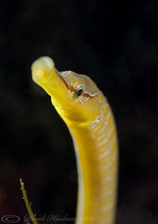 Snake pipefish. Trefor pier. D3, 105mm. by Derek Haslam 