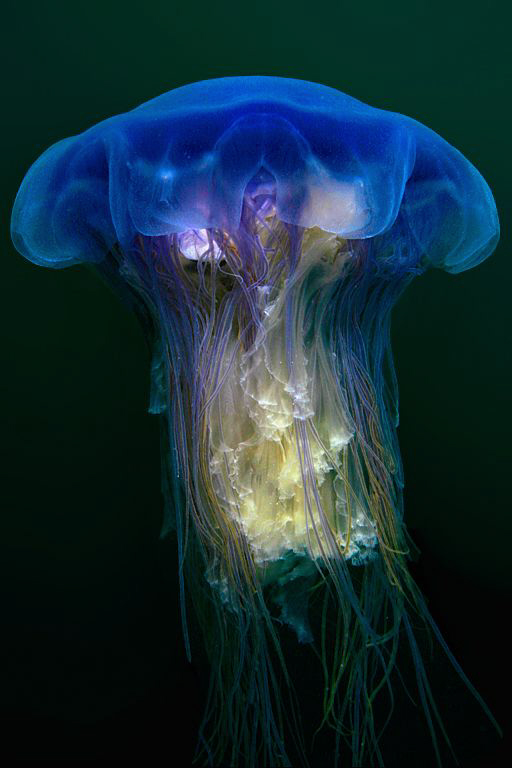 Blue Stinging Jellyfish (uncropped) - Cyanea lamarcki - P... by Jim Garland 
