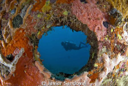 scuba diver siluete from the inside part of a "reef ball"... by Javier Sandoval 