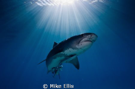 Female Tiger shark Sun Burst...Nikon D70, 10.5mm f2.8 by Mike Ellis 