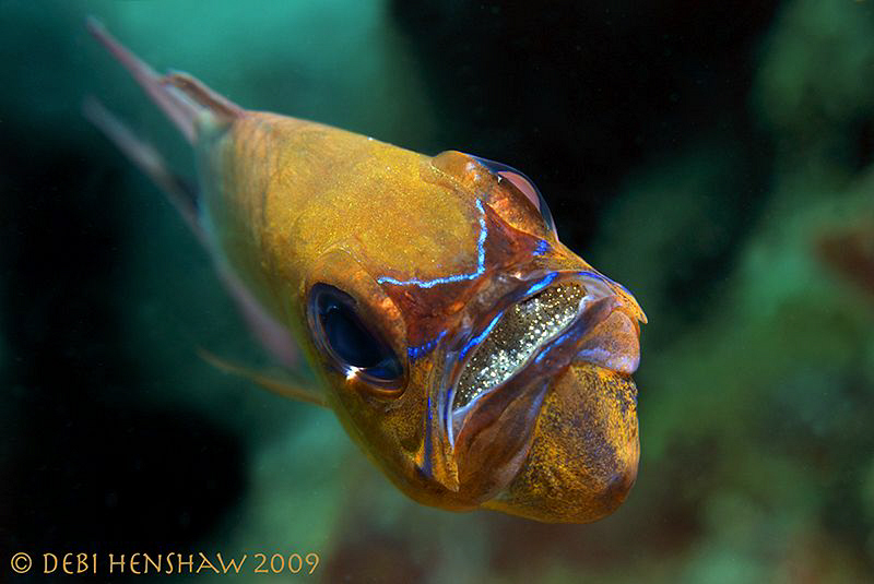"A Glint in the Eye" Mouth Brooding Cardinalfish by Debi Henshaw 