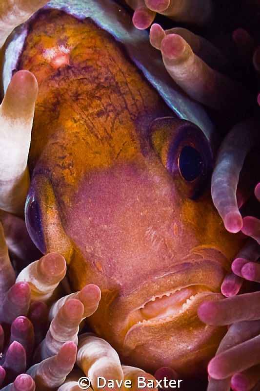 evil Nemo mwah by Dave Baxter 