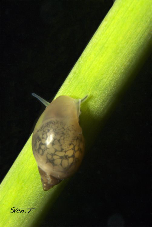 A tiny snail by Sven Tramaux 