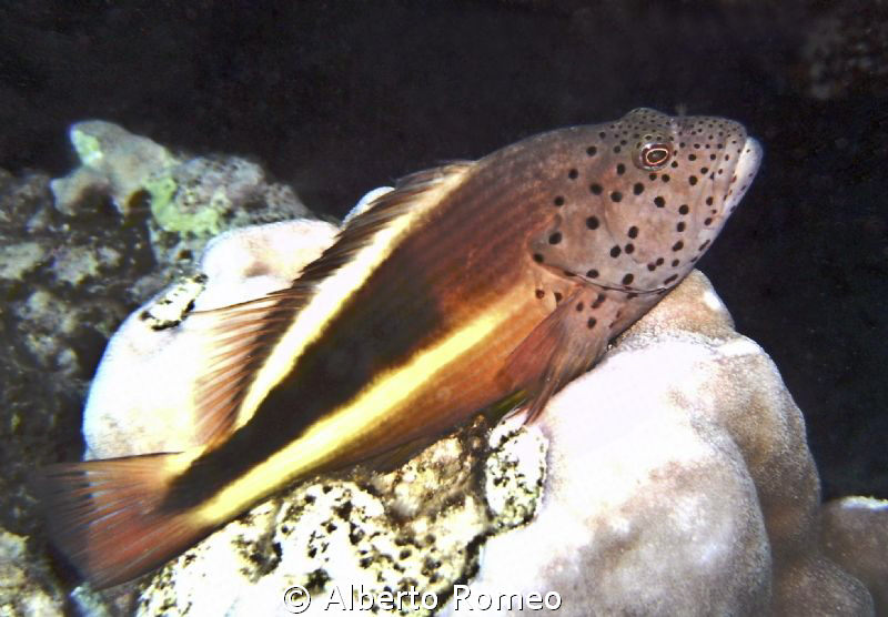 Portrait of a hawkfish Paracirrithes forsteri by Alberto Romeo 