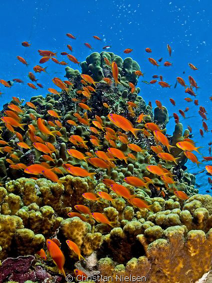 Colours of Egypt. 
A common sight, a school af Anthias. ... by Christian Nielsen 