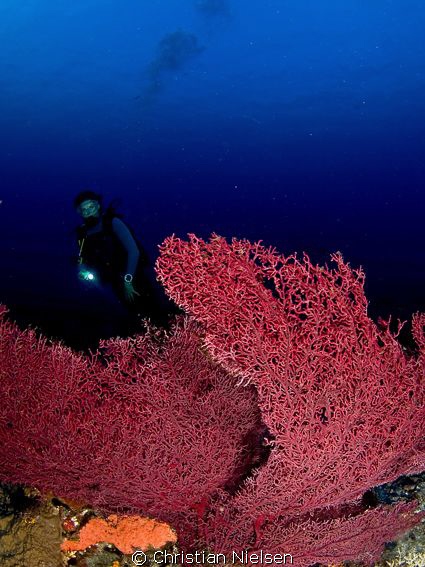 Nice Fan Coral and my wife as a model.
Komodo has a grea... by Christian Nielsen 