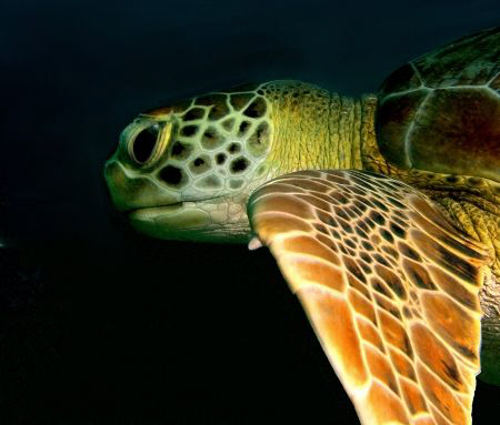 One of quite many turtles that survive in the Tobago cays... by Thomas Dinesen 