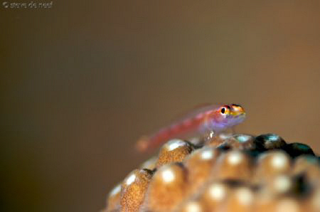 A goby feeling at home on some hard coral. by Steve De Neef 