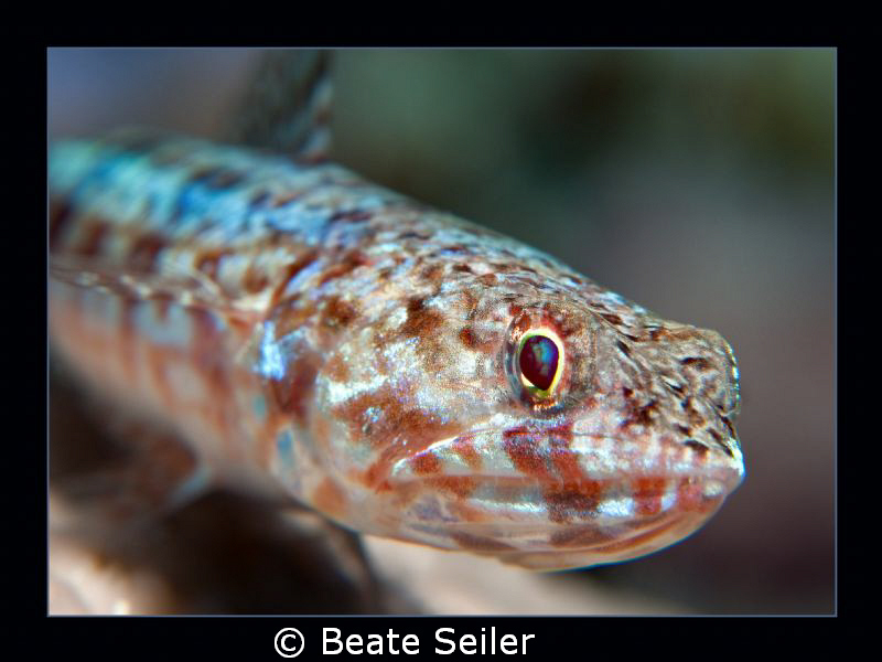 Lizardfish , taken at the housereef of ElQuseir , with Ca... by Beate Seiler 