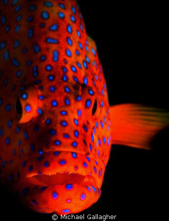 Coral trout on the Great Barrier Reef, single strobe port... by Michael Gallagher 