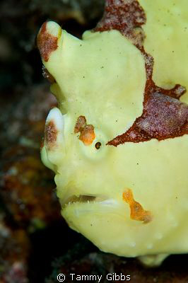 A yellow clown frogfish in Tulamben, Bali. by Tammy Gibbs 