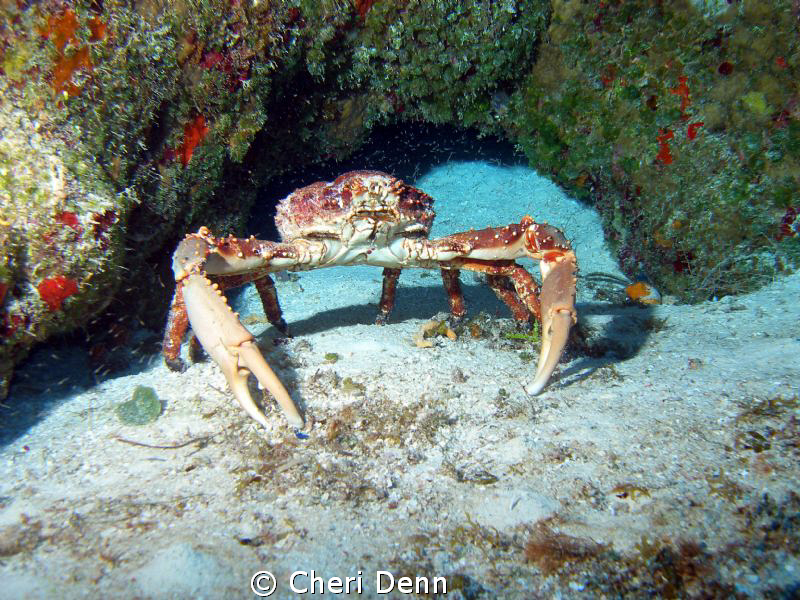 A very upset crab. by Cheri Denn 