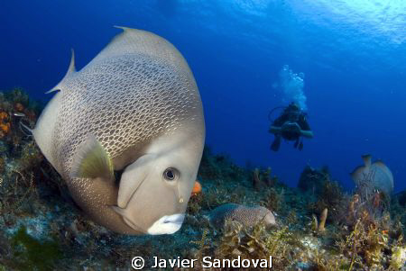Cozumel wall dive, a gray angelfish checking my camera out by Javier Sandoval 