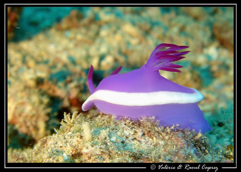 I'm a poor lonesome nudibranch ... and a long long way fr... by Raoul Caprez 