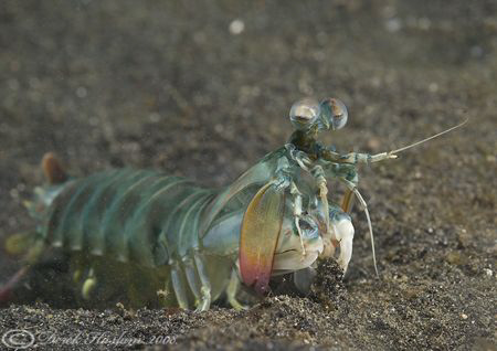 Peacock Mantis shrimp. Lembeh straits. D200, 60mm. by Derek Haslam 