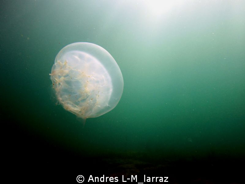 Jelly fish. by Andres L-M_larraz 