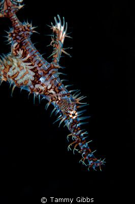 A ghost pipefish with eggs. by Tammy Gibbs 