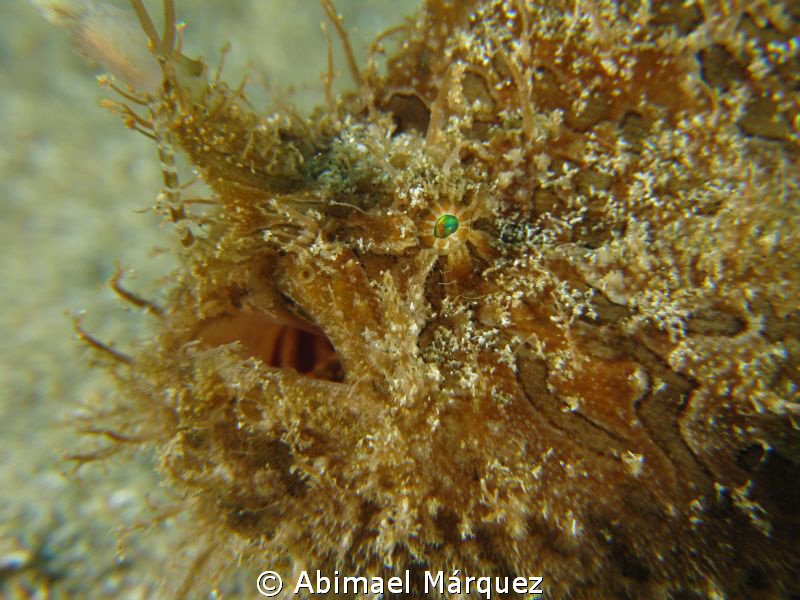 Triated Frogfish, with breathing, to give birth, Aguadill... by Abimael Márquez 