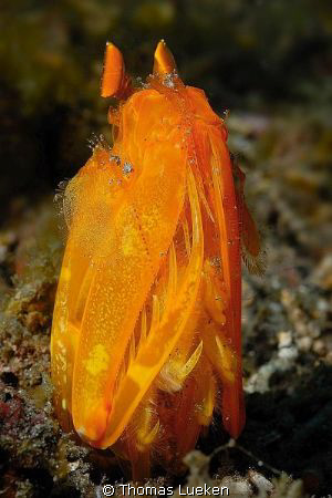 golden Mantis shrimp; Lembeh; D200 by Thomas Lueken 