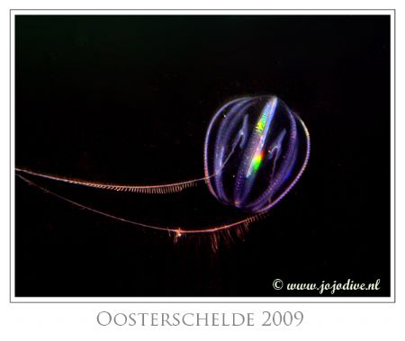 The Pleurobranchia pileus looks like an UFO at night. by John De Jong 