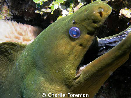 OPEN WIDE!! Green Moray taken while aboard the Utila Aggr... by Charlie Foreman 