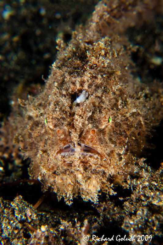 Striated Frogfish-Hairy Variation-Lembeh-Canon 50 D 100 m... by Richard Goluch 