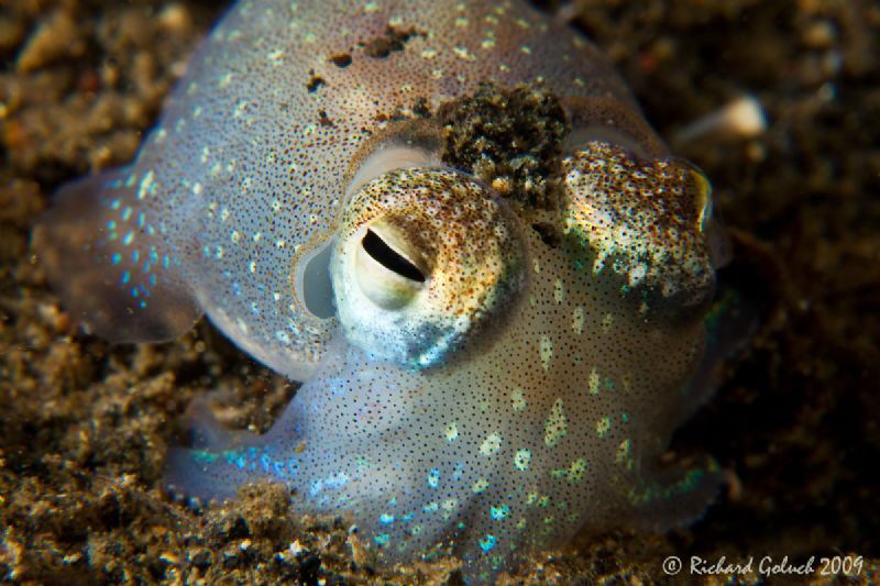Lembeh-Bobtail Squid-night dive-Canon 50 D 100 mm macro+I... by Richard Goluch 