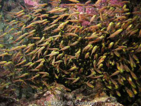 group of fish by Abdullah Samman 