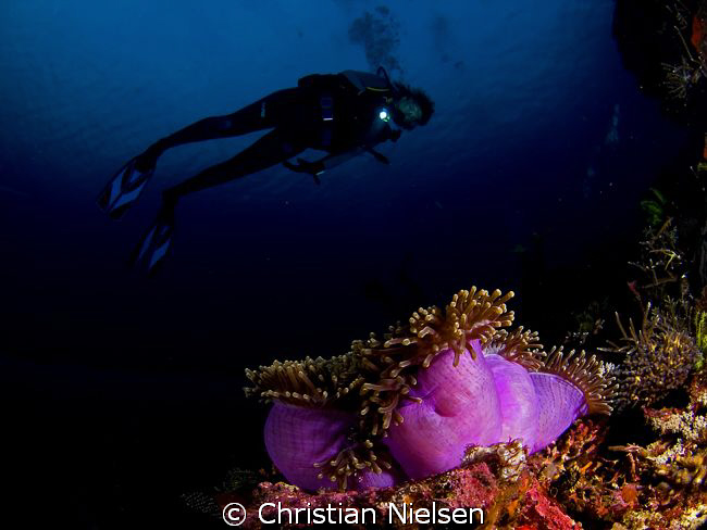 Colourfull Anemone and diver (my wife).
Photo shot late ... by Christian Nielsen 