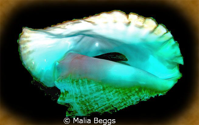 I took the picture of the conch coming out of its shell a... by Malia Beggs 