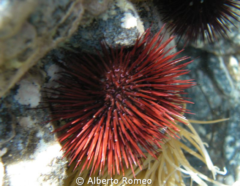 Portrait of a sea urchin. by Alberto Romeo 