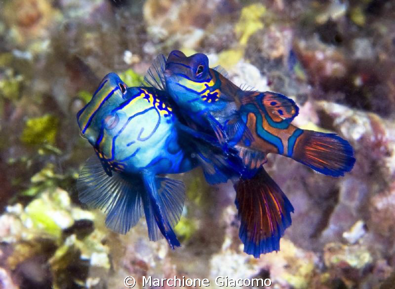 Lovers
Nikon D200, twin strobo, 105 micro nikkor
Lembeh... by Marchione Giacomo 