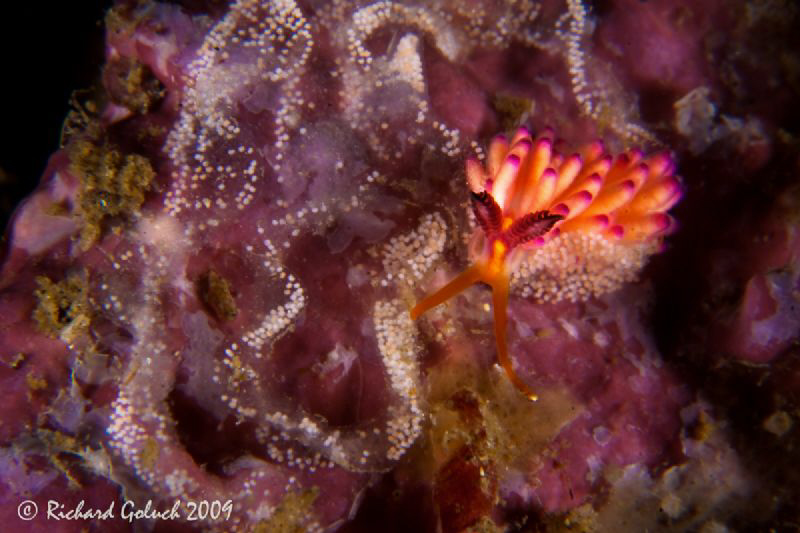 Lembeh-Flabellina with eggs[length of the specie approx. ... by Richard Goluch 