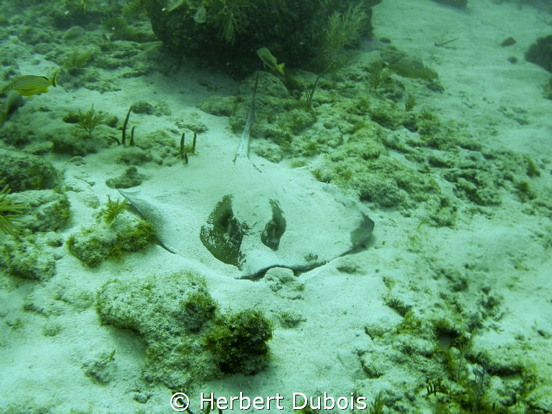 Evil Lurking - This ray looked like he was following me w... by Herbert Dubois 
