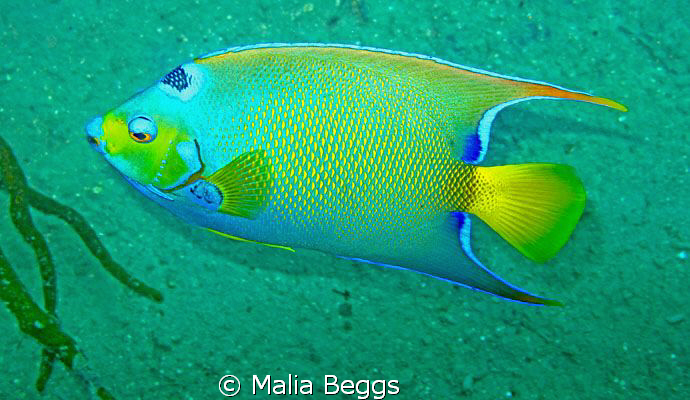 Colorful Caribbean Fish.  Canon G10 by Malia Beggs 