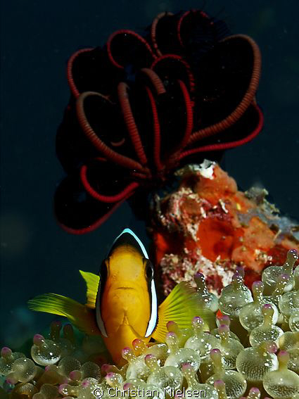 Anemonefish protecting its home.
I like the red Feathers... by Christian Nielsen 