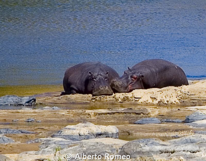Sleeping hippo in Krugher park. by Alberto Romeo 