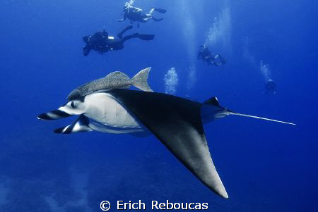 Manta and divers, Ras Ghozlani, Ras Mohamed Park by Erich Reboucas 