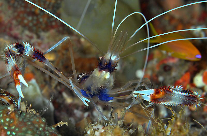 Boxer shrimp by Charles Wright 