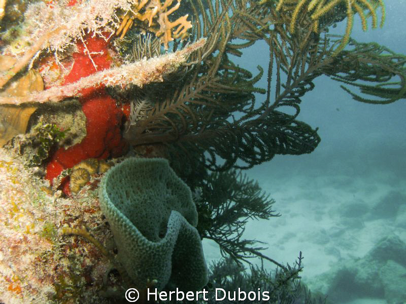 Reef Closeup shot with single strobe by Herbert Dubois 
