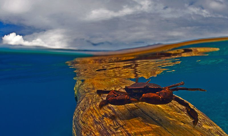 Found this lonely Crab driffting on a big piece of driftw... by Tunc Yavuzdogan 