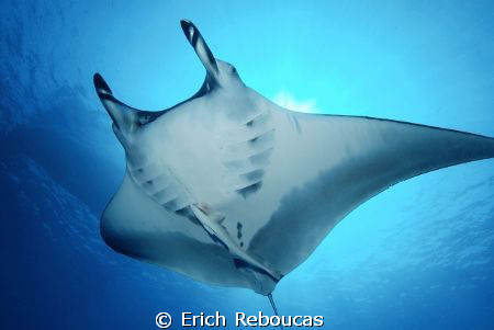 Manta close-up with a remora getting a ride.
Check the r... by Erich Reboucas 