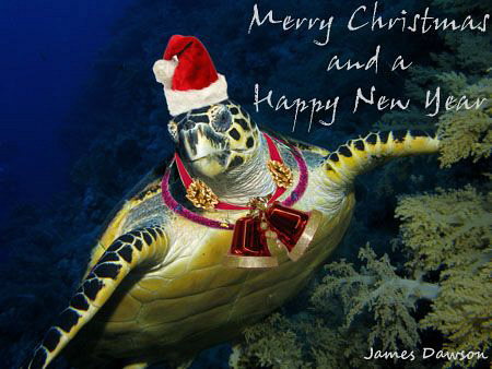 Merry Christmas to everyone at underwaterphotography.com
... by James Dawson 