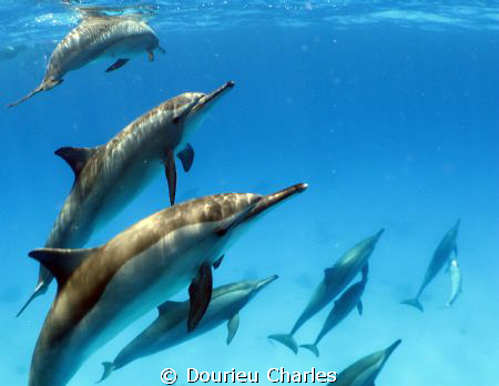 Wild dolphins of Samassa , bottle nose by Dourieu Charles 