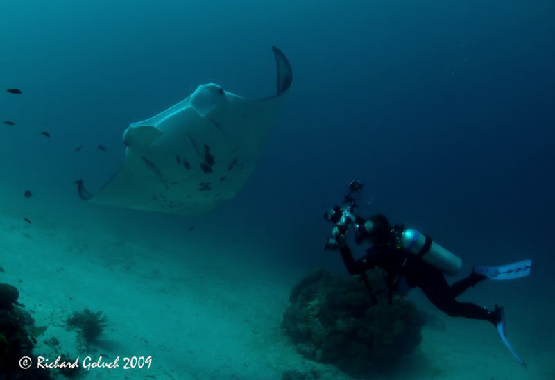"Spread Out Your Wings"-Manta Point-Raja Ampat by Richard Goluch 