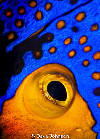 Golden Blenny.  Picture is actually a cropped eye of the ... by Dave Johnson 