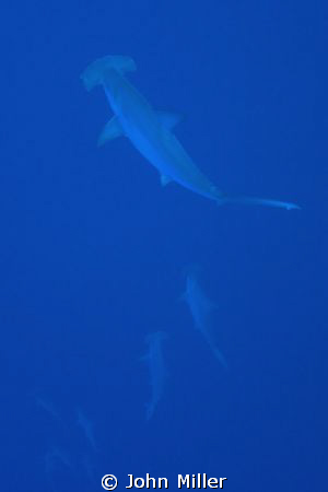 Hammerheads coming up to check out divers. by John Miller 