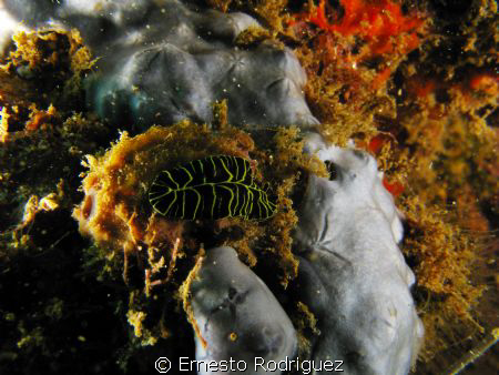 nudibranch canon g9 inons stobes by Ernesto Rodriguez 